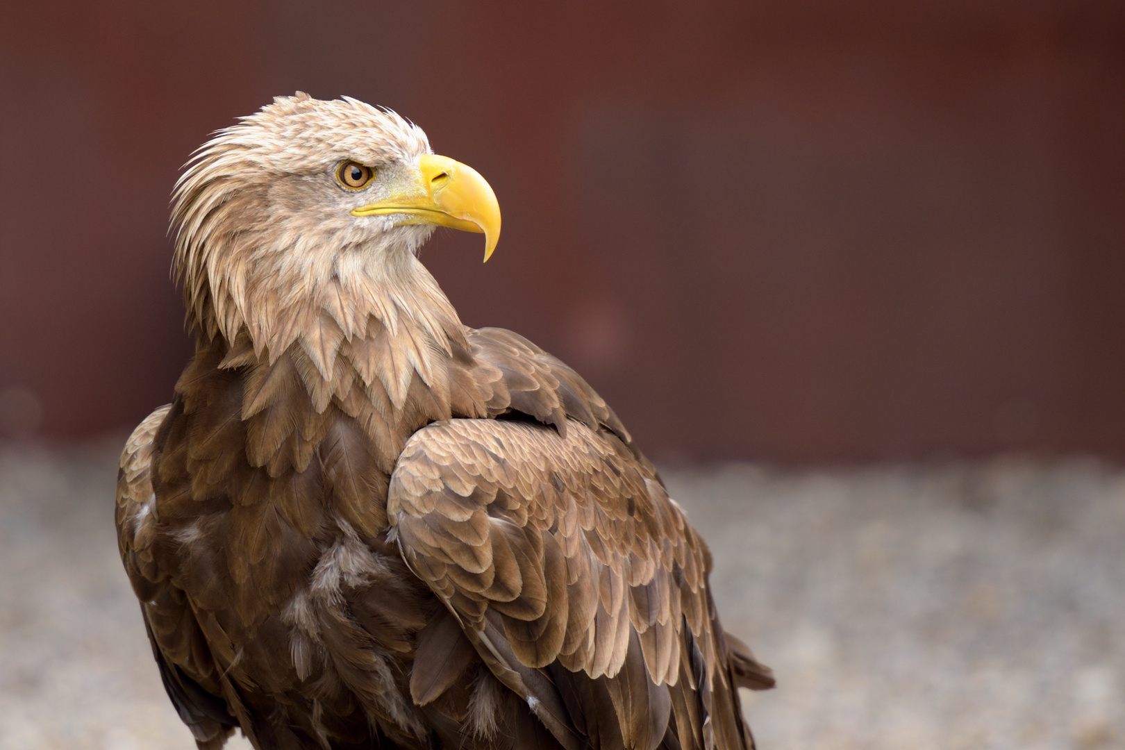 Europäischer Seeadler