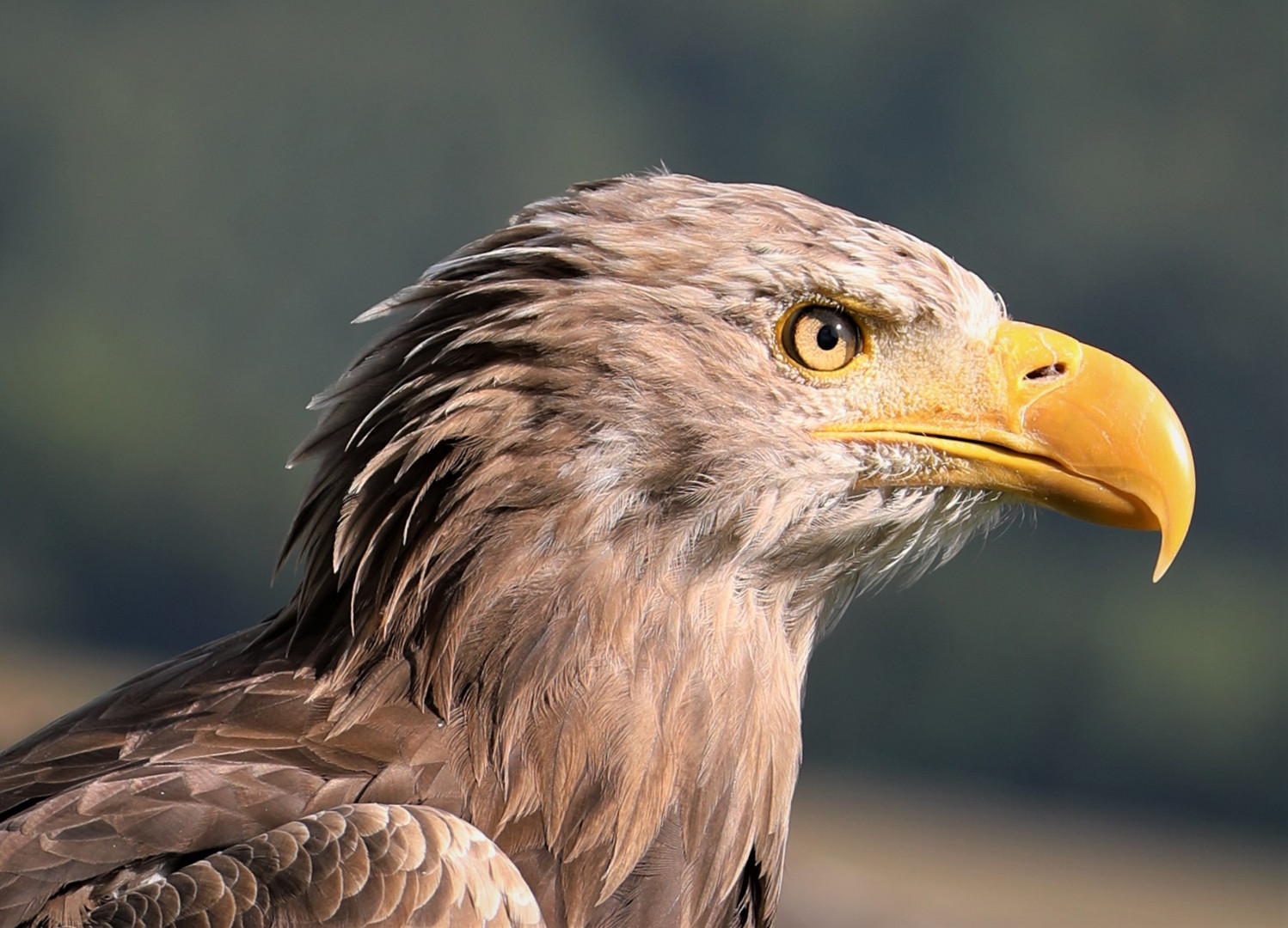 Europäischer Seeadler 