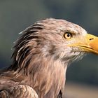 Europäischer Seeadler 