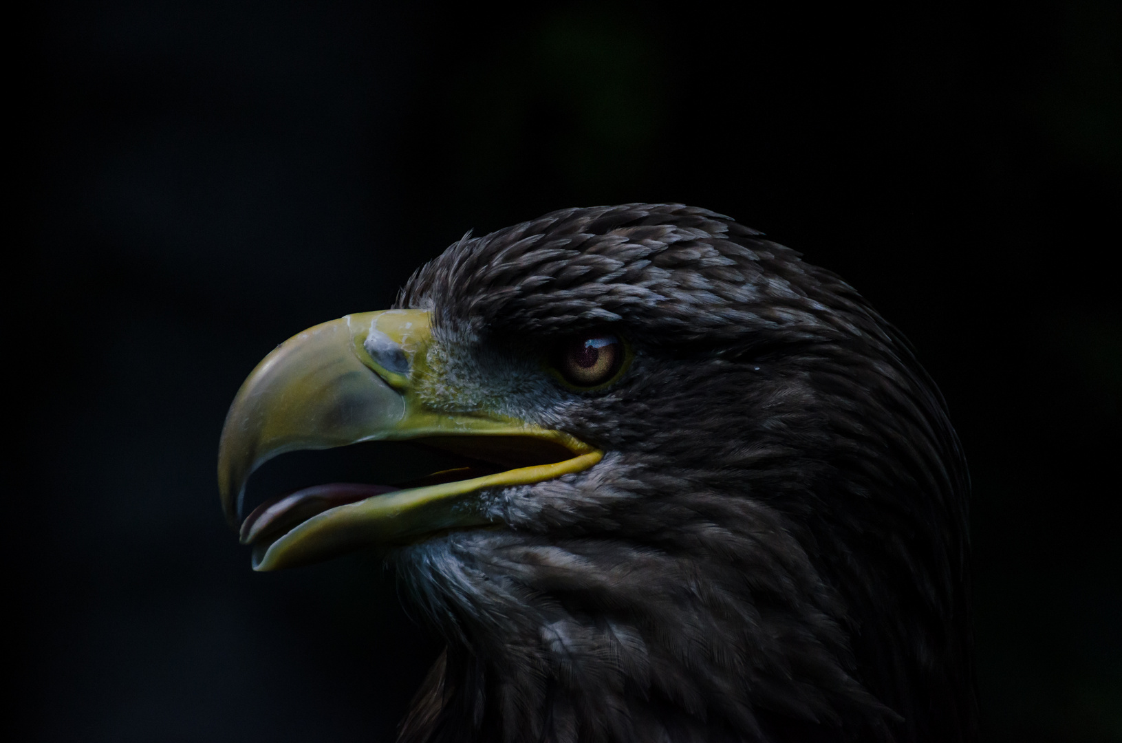 Europäischer Seeadler