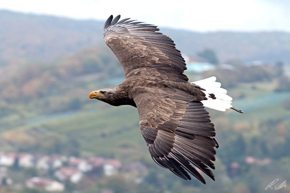 Europäischer Seeadler - Greifenwarte Guttenberg