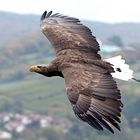 Europäischer Seeadler - Greifenwarte Guttenberg