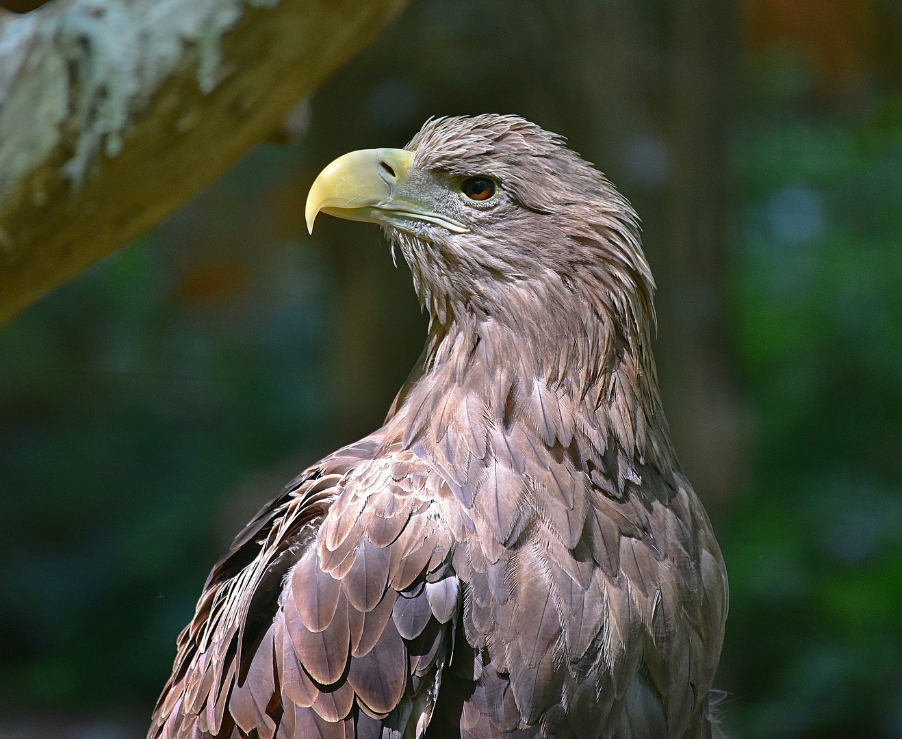 Europäischer Seeadler (Haliaeetus albicilla)