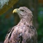 Europäischer Seeadler (Haliaeetus albicilla)