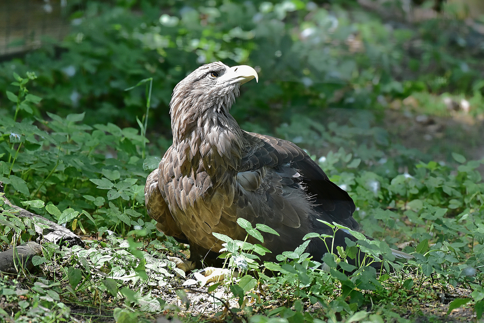 Europäischer Seeadler (Haliaeetus albicilla)