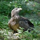 Europäischer Seeadler (Haliaeetus albicilla)