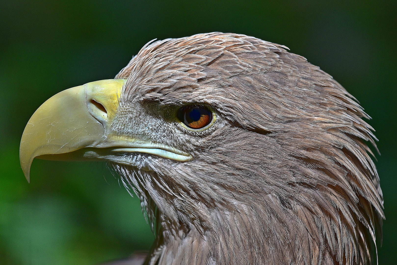 Europäischer Seeadler (Haliaeetus albicilla) 