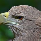 Europäischer Seeadler (Haliaeetus albicilla) 