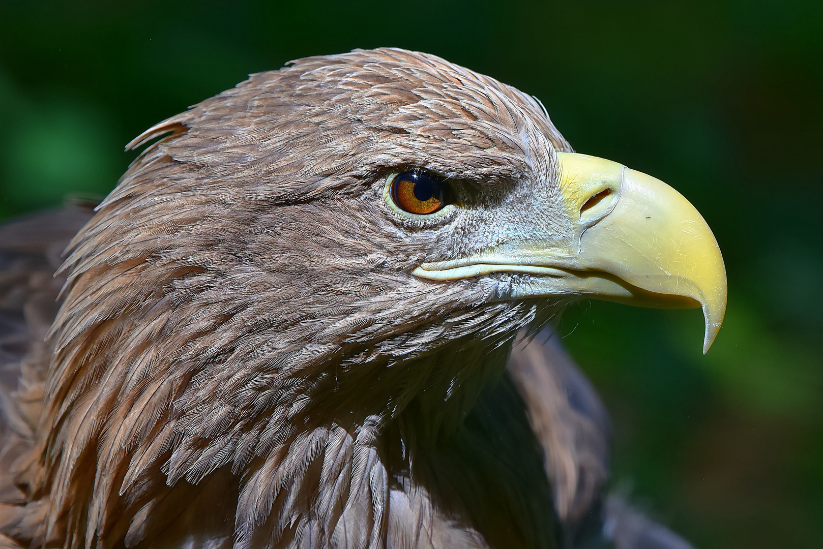 Europäischer Seeadler (Haliaeetus albicilla) 