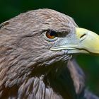 Europäischer Seeadler (Haliaeetus albicilla) 