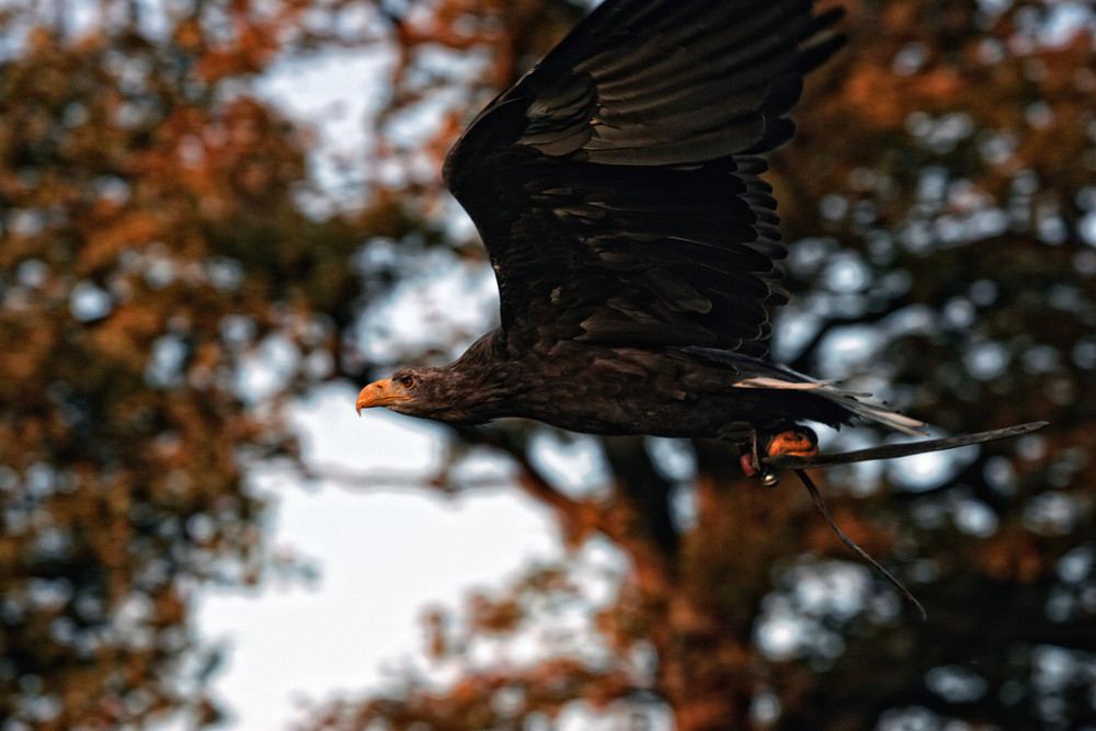 Europäischer Seeadler - Haliaeetus albicilla