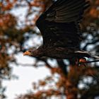 Europäischer Seeadler - Haliaeetus albicilla