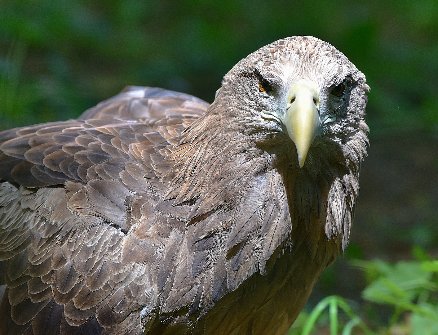 Europäischer Seeadler (Haliaeetus albicilla)