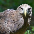 Europäischer Seeadler (Haliaeetus albicilla)