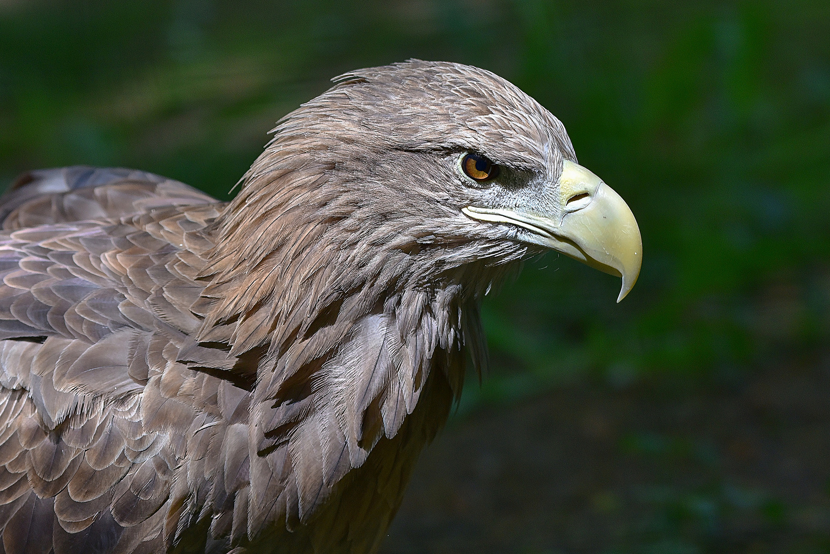 Europäischer Seeadler (Haliaeetus albicilla)