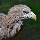 Europäischer Seeadler (Haliaeetus albicilla)