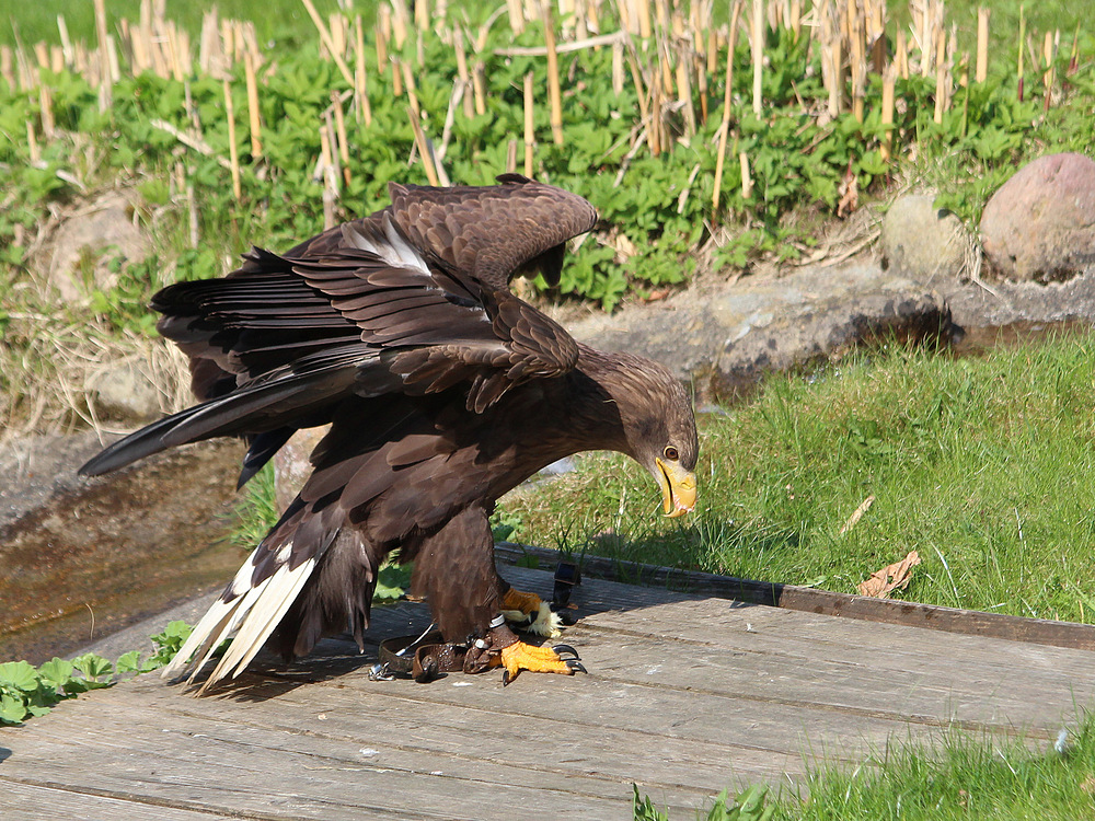 Europäischer Seeadler im Wildpark Lüneburger Heide