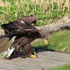 Europäischer Seeadler im Wildpark Lüneburger Heide