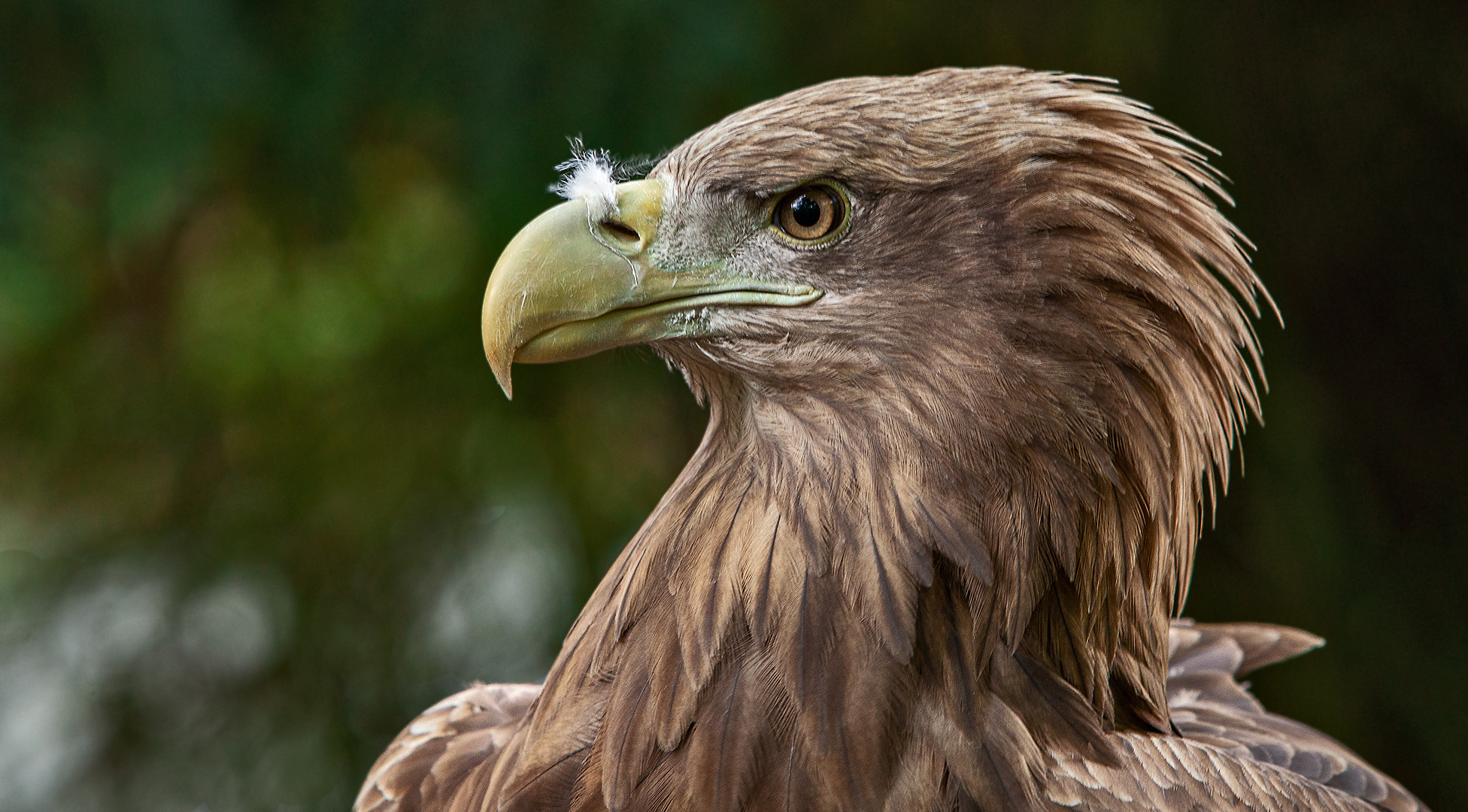 Europäischer Seeadler-Portrait 001