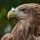 Europäischer Seeadler-Portrait 001