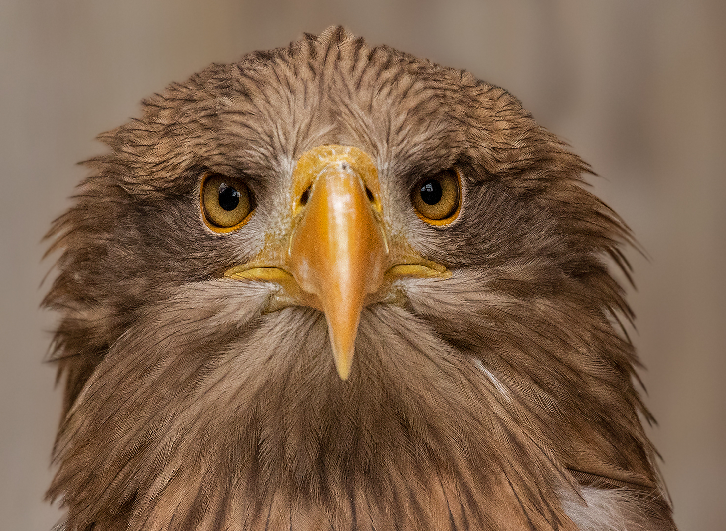 Europäischer Seeadler-Portrait 002