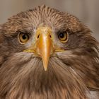 Europäischer Seeadler-Portrait 002