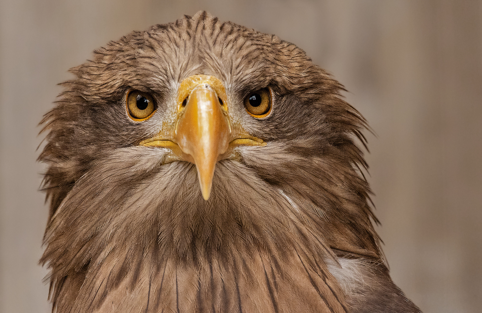 Europäischer Seeadler-Portrait 013 