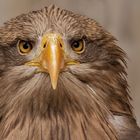 Europäischer Seeadler-Portrait 013 