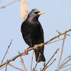 Europäischer Star - European Starling