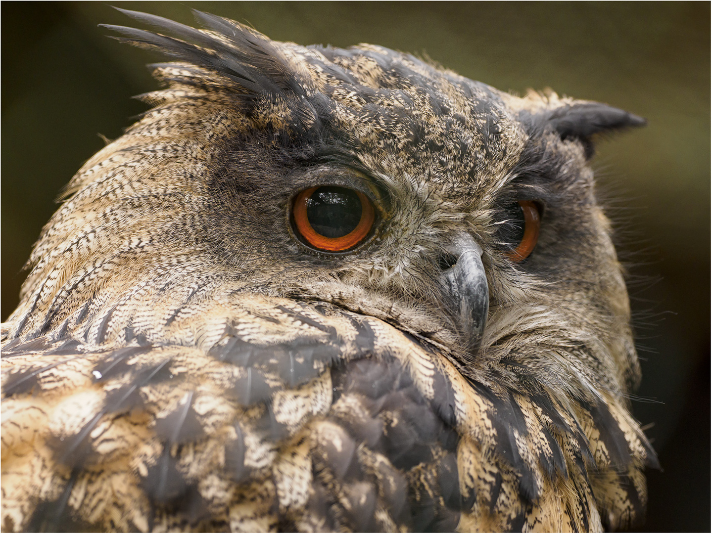Europäischer Uhu Foto & Bild | natur, portrait, porträt Bilder auf ...