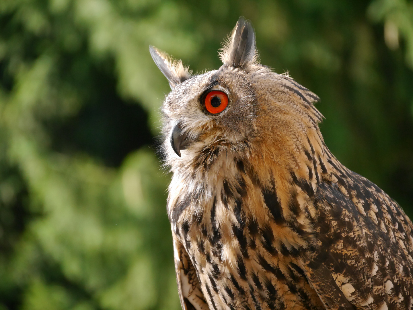 Europäischer Uhu Foto & Bild | natur, zoo, tiere Bilder auf fotocommunity