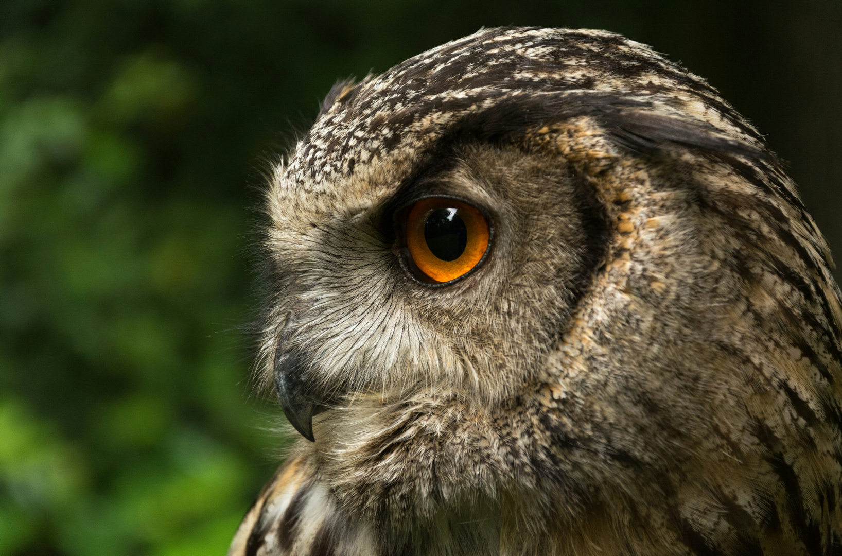 Europäischer Uhu Foto & Bild | outdoor, natur, portrait Bilder auf ...