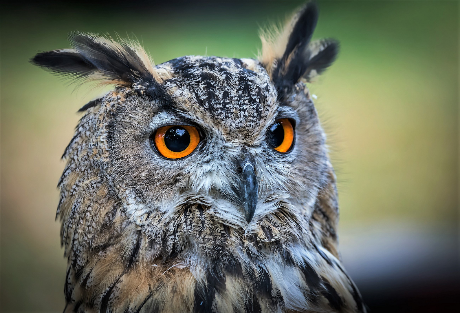 Europäischer Uhu (Bubo bubo)