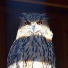 Europäischer Uhu (Bubo bubo)