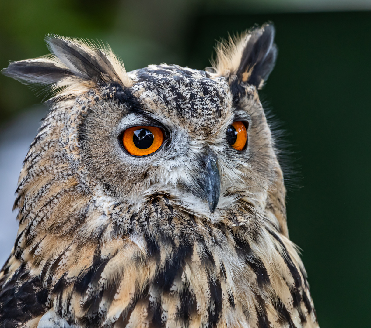 Europäischer Uhu (Bubo bubo)