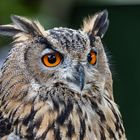 Europäischer Uhu (Bubo bubo)