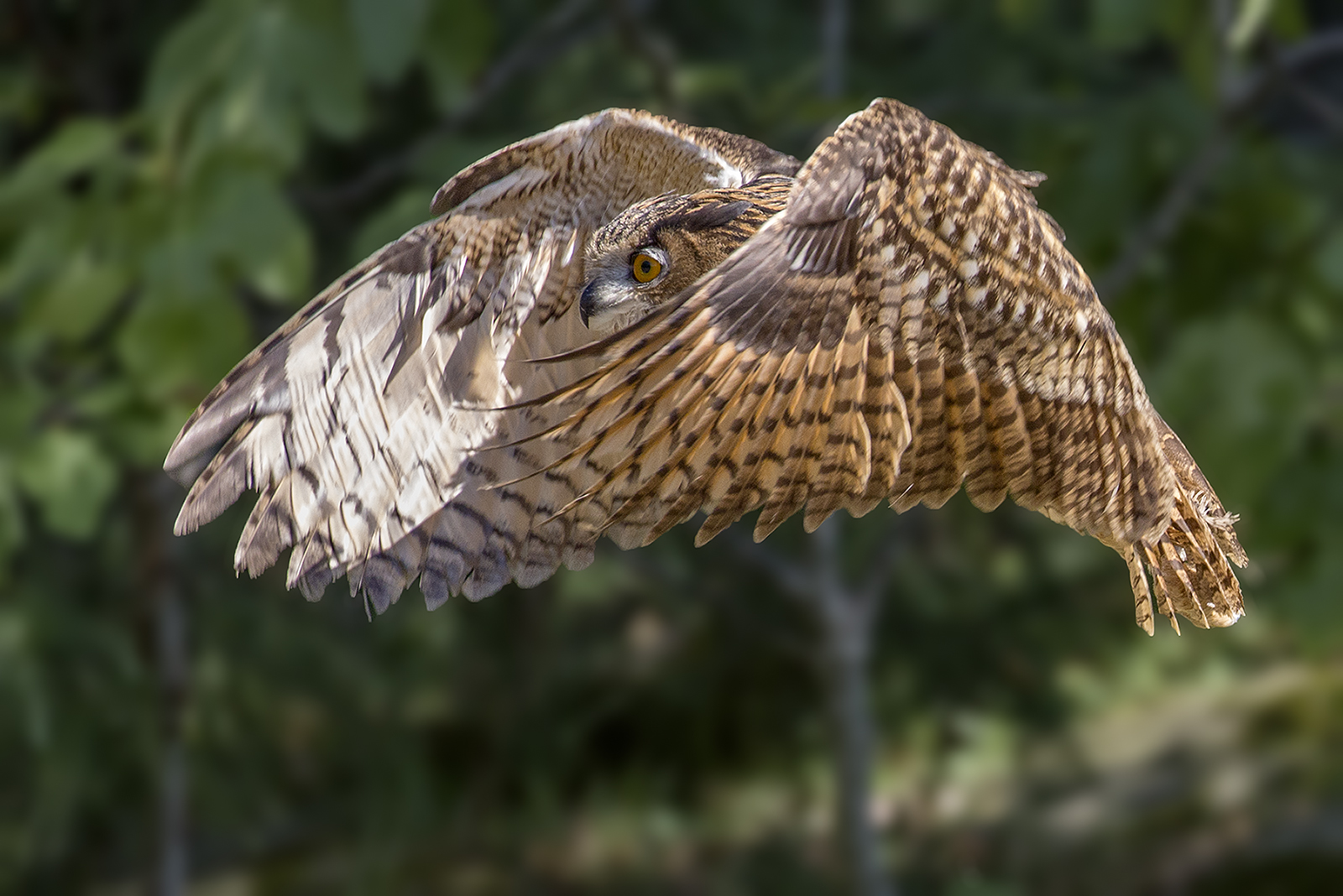 Europäischer Uhu, Falconeria Locarno