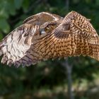 Europäischer Uhu, Falconeria Locarno