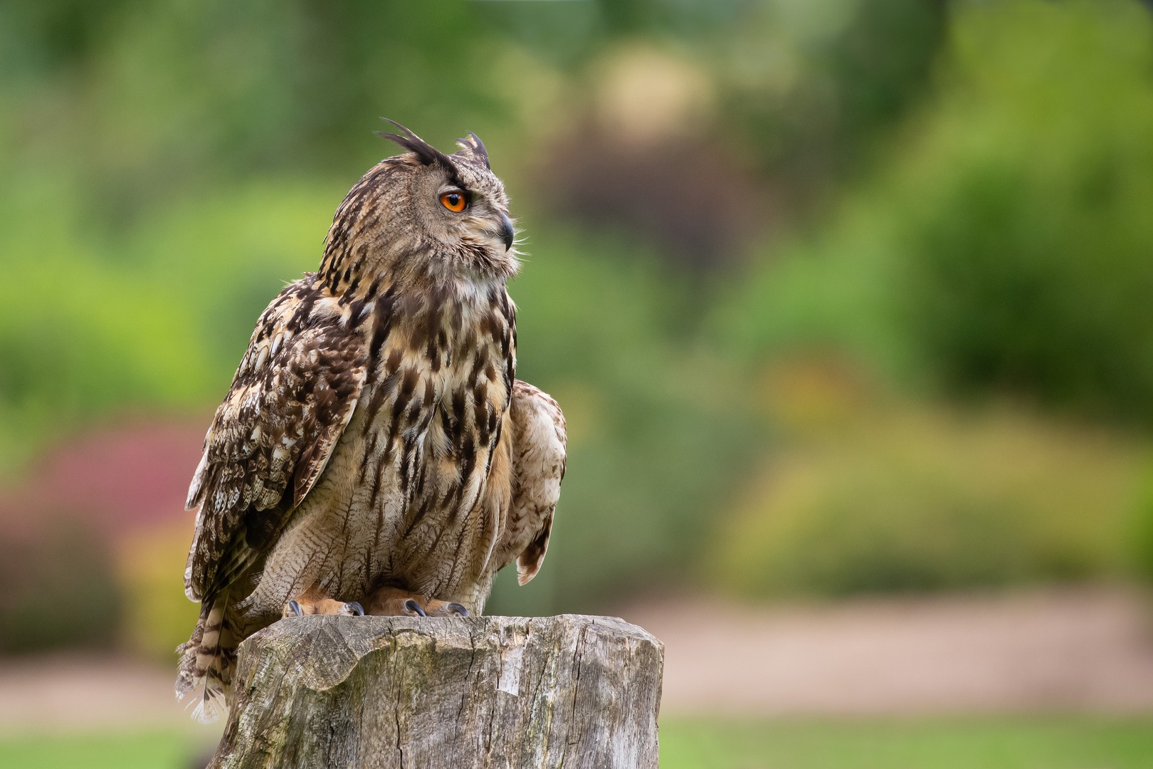 Europäischer Uhu Foto & Bild tiere, zoo, wildpark & falknerei, vögel