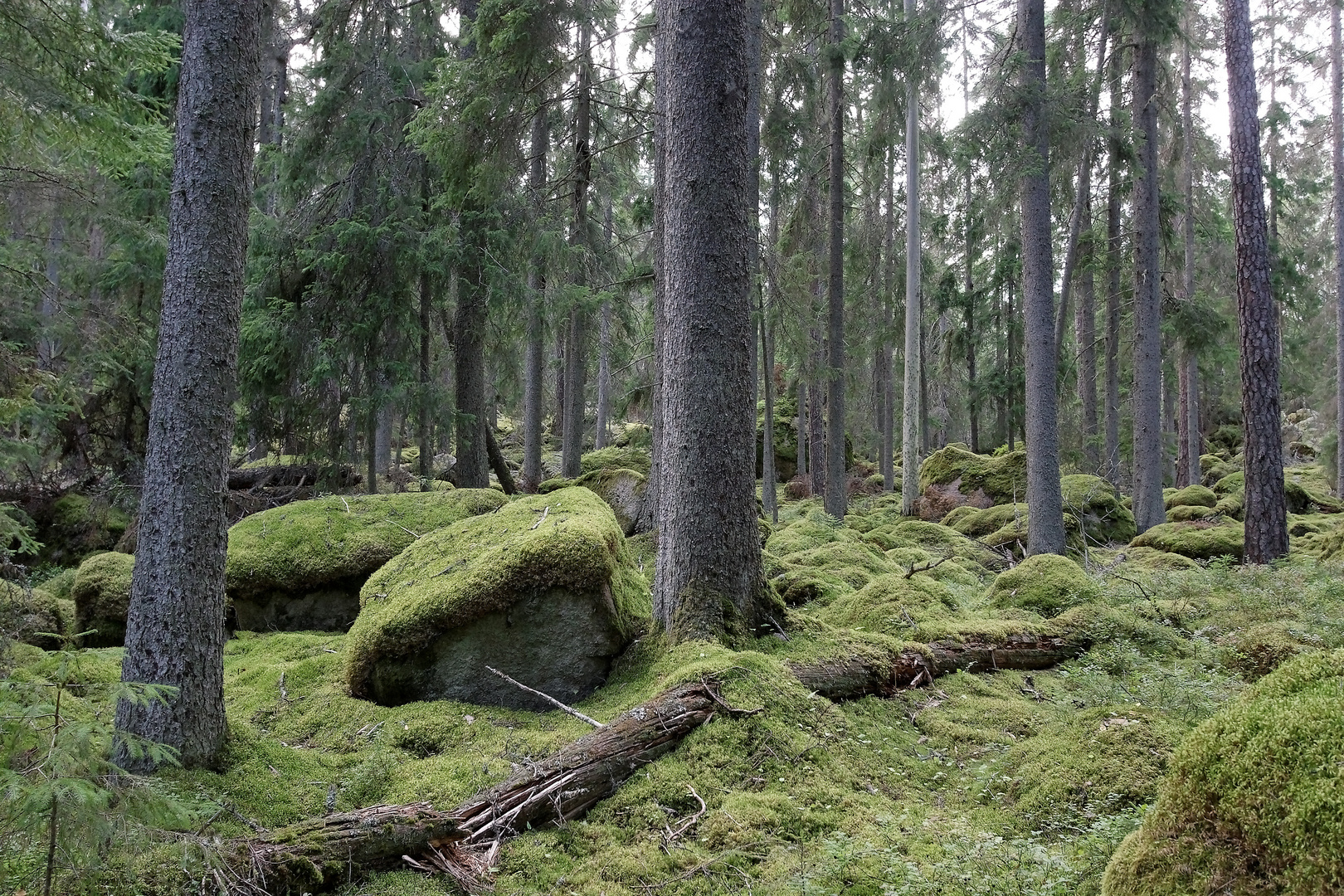 Europäischer Urwald Europäischer Urwald