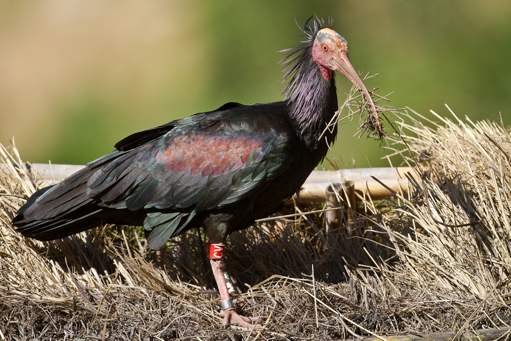 Europäischer Waldrapp - wildlife und brütend (2.)