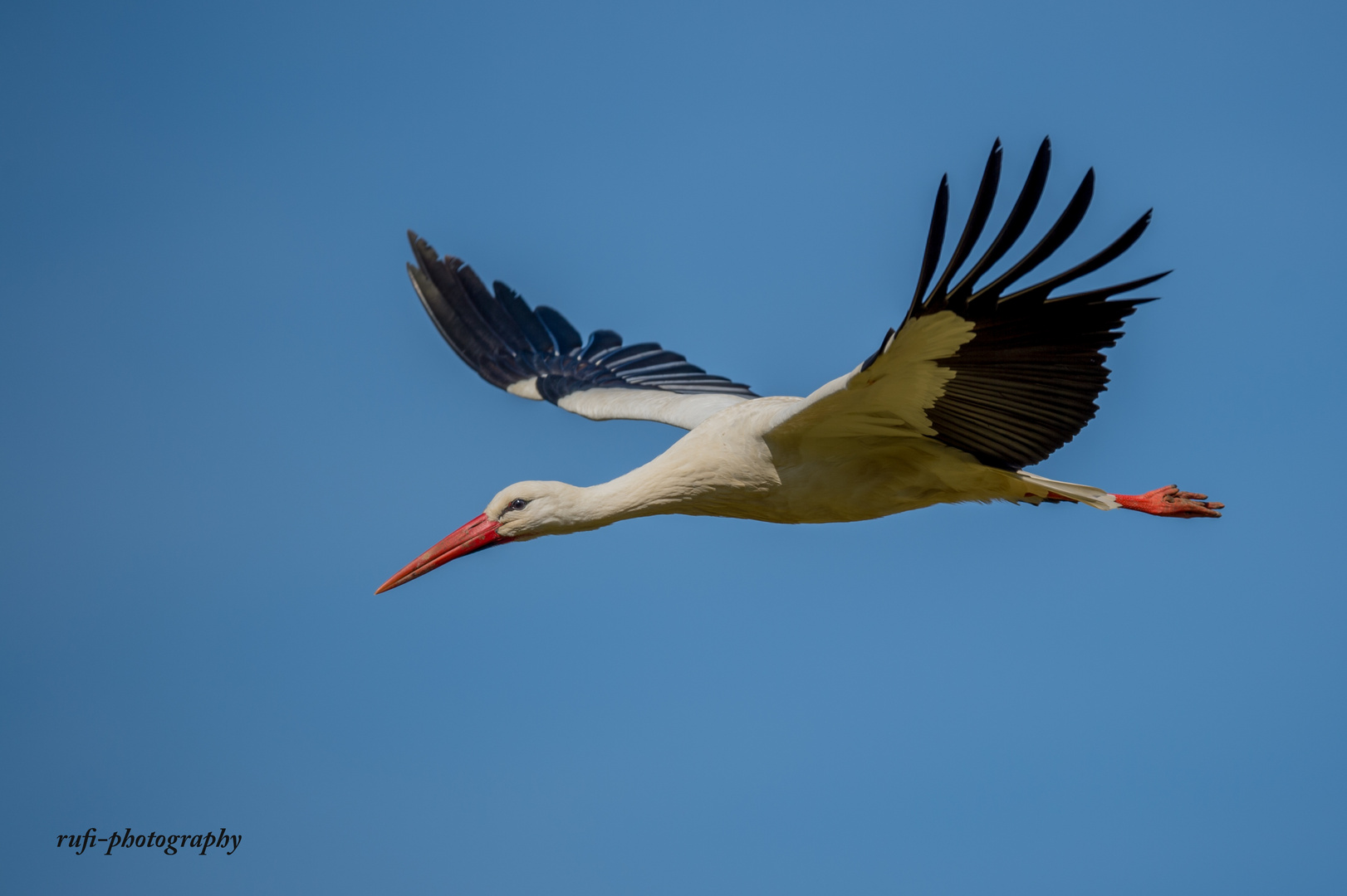 Europäischer Weiss-Storch