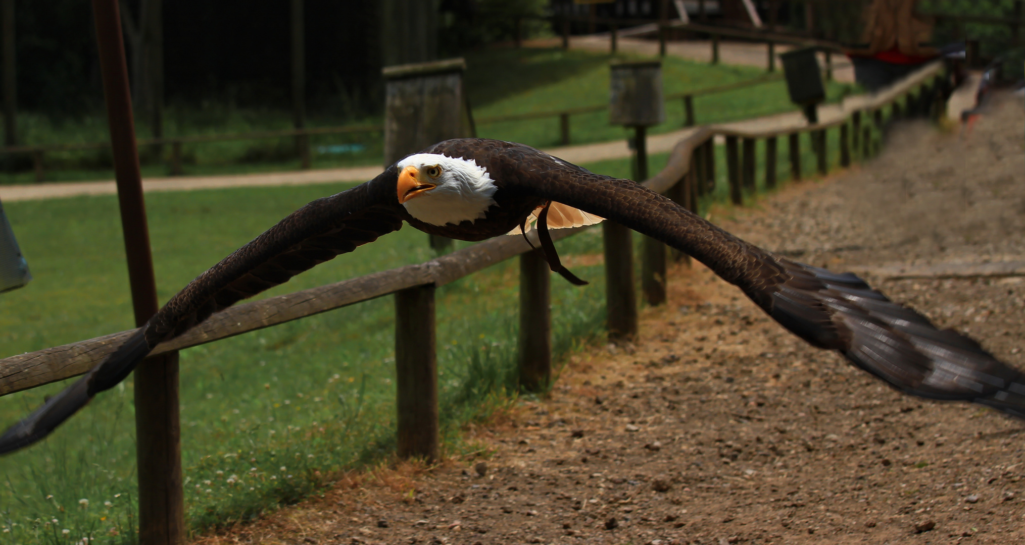 Europäischer Weißkopfseeadler