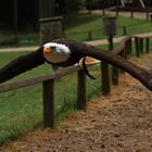 Europäischer Weißkopfseeadler