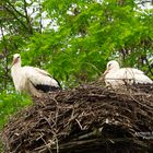 Europäischer Weisstorch - Ciconia Ciconia