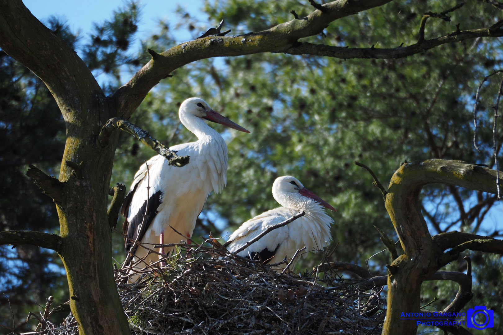 Europäischer Weisstorch - Ciconia Ciconia