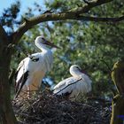 Europäischer Weisstorch - Ciconia Ciconia