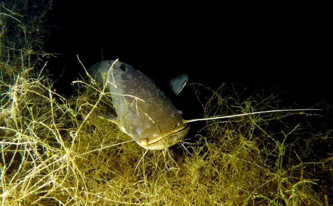 Europäischer Wels (Silurus glanis) - 2