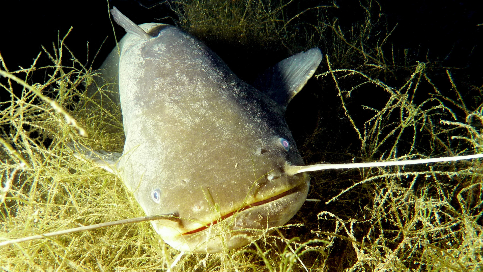 Europäischer Wels (Silurus glanis) Foto &amp; Bild | unterwasser, uw ...