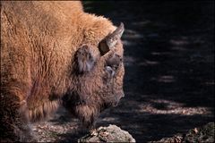 Europäischer Wisent